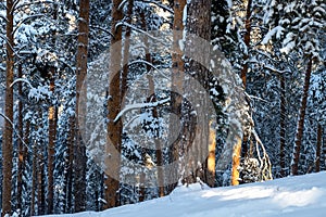 Winter pine forest in the sunny frosty morning. Pine forest after snowfall.