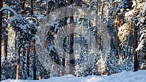 Winter pine forest in the sunny frosty morning. Pine forest after snowfall.