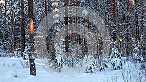 Winter pine forest in the sunny frosty morning. Pine forest after snowfall.