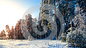 Winter pine forest in the sunny frosty morning. Pine forest after snowfall