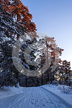 Winter pine forest in the sunny frozen morning with ski track. Vertical view.