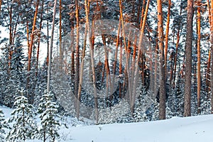 Atardecer o amanecer en pino Bosque cubierto la nieve. rayos de sol brillante través de pino conexiones 