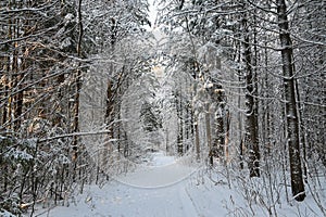 Winter pine forest under snow, beutiful snowy landscape