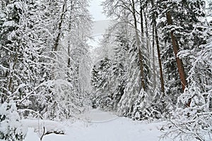 Winter pine forest under snow, beutiful snowy landscape
