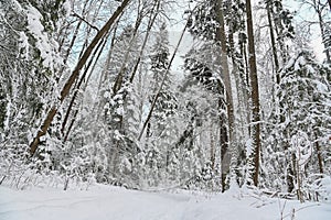 Winter pine forest under snow, beutiful snowy landscape