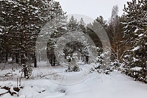 Winter pine forest under white snow. Landscape