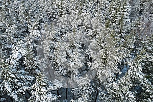 Winter pine forests and birch groves covered with snow