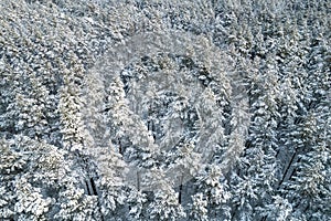 Winter pine forests and birch groves covered with snow