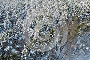 Winter pine forests and birch groves covered with snow