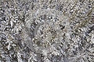 Winter pine forests and birch groves covered with snow