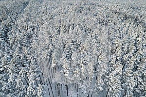 Winter pine forests and birch groves covered with snow
