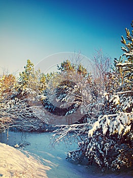 Winter pine instagram stile