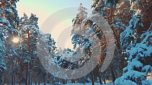 Winter pine the sun forest lifestyle in the snow sunlight movement. frozen frost Christmas New Year tree. concept new
