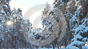 Winter pine the sun forest in lifestyle the snow sunlight movement. Frozen frost christmas new year tree. Concept new