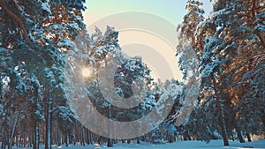 Winter pine the sun forest in the snow lifestyle sunlight movement. frozen frost Christmas New Year tree. concept new