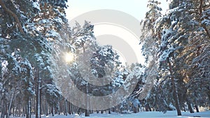 Winter pine the sun forest in the snow sunlight lifestyle movement. frozen frost Christmas New Year tree. concept new