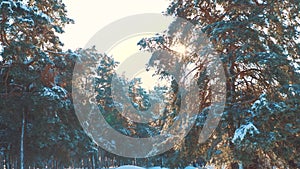 Winter pine the sun forest in the snow sunlight movement. frozen frost Christmas New Year lifestyle tree. concept new