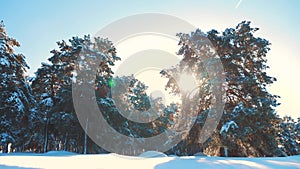 Winter pine the sun forest in the snow sunlight movement. frozen frost Christmas New Year tree. concept new year winter