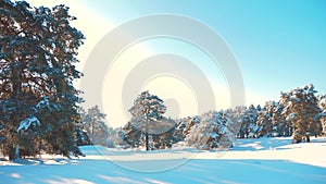 Winter pine the sun forest in the snow sunlight movement. Frozen frost Christmas New Year tree. concept new year winter