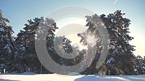 Winter pine the sun forest in the snow sunlight movement. frozen frost Christmas New Year tree. concept new year winter