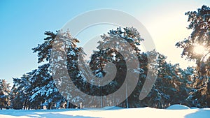 Winter pine the sun forest in the snow sunlight movement. frozen frost Christmas New Year tree. concept new year winter