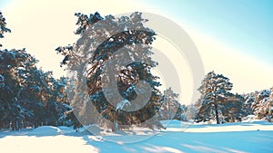 Winter pine the sun forest in the snow sunlight movement. frozen frost Christmas New Year tree. concept new year winter