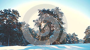 Winter pine the sun forest in the snow sunlight movement. frozen frost Christmas New Year tree. concept new year winter