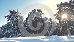 Winter pine the sun forest in the snow sunlight movement. frozen frost Christmas New Year tree. concept new year winter