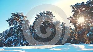 Winter pine the sun forest in the snow sunlight movement. frozen frost Christmas New Year tree. concept new year winter