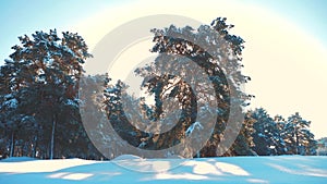 Winter pine the sun forest in the snow sunlight movement. frozen frost Christmas New Year tree. concept new year winter