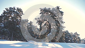 Winter pine the sun forest in the snow sunlight movement. frozen frost Christmas New Year tree. concept new year winter