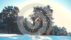 Winter pine the sun forest in the snow sunlight movement. Frozen frost Christmas New Year tree. concept new year winter
