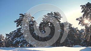 Winter pine the sun forest in the snow sunlight movement. frozen frost Christmas New Year tree. concept new year winter
