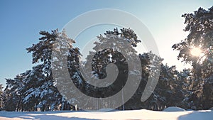 Winter pine the sun forest in the snow sunlight movement. frozen frost Christmas New Year tree. lifestyle concept new
