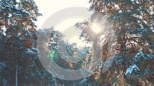 Winter pine the sun forest in the snow sunlight movement. frozen lifestyle frost Christmas New Year tree. concept new