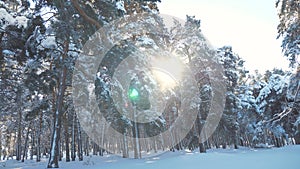 Winter pine the sun forest in the snow sunlight movement. lifestyle frozen frost Christmas New Year tree. concept new