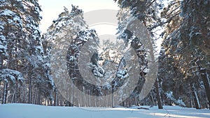 Winter pine the sun lifestyle forest in the snow sunlight movement. frozen frost Christmas New Year tree. concept new