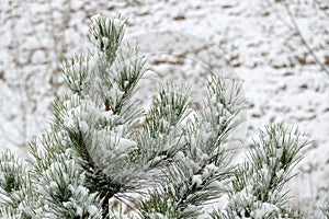 Winter pine tree