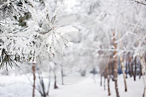 Winter pine tree background. Close-up photo. Branches covered snow. Seasonally Christmass winter background concept.