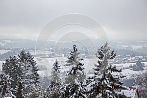 Winter pine tree branches covered with snow against the background of a small village and snowy hills. Frozen tree branch in