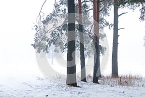 Winter pine tree forest in a mist