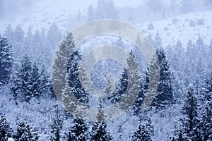 Winter Pine Tree Forest on Mountainside Snow Texture Blizzard Snow Storm