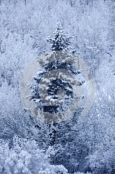 Winter Pine Tree Forest on Mountainside Snow Texture