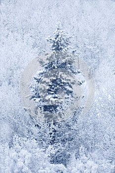 Winter Pine Tree Forest on Mountainside Snow Texture
