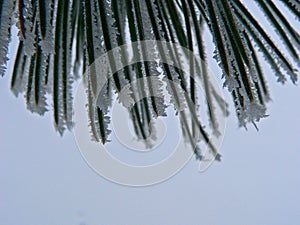 Winter Pine tree needles with frost on them