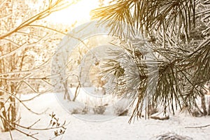 Winter pine tree sunny background. Close-up photo. Branches covered snow. Seasonally Christmass winter concept.