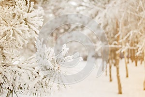 Winter pine tree sunny background. Close-up photo. Branches covered snow. Seasonally Christmass winter concept.