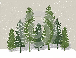 Winter pine trees