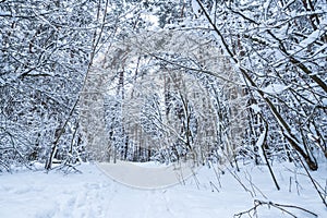 winter pine trees forest covered with snow. Beautiful winter panorama at snowfall