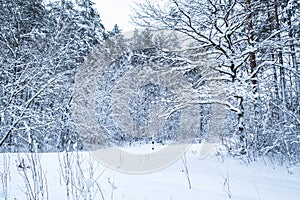 Winter pine trees forest covered with snow. Beautiful winter panorama at snowfall